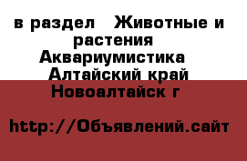  в раздел : Животные и растения » Аквариумистика . Алтайский край,Новоалтайск г.